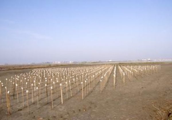 Call for proposals : 2011 Cheng Long Wetlands international environmental art project in Taiwan ‘children and artists dream of greener wetlands’