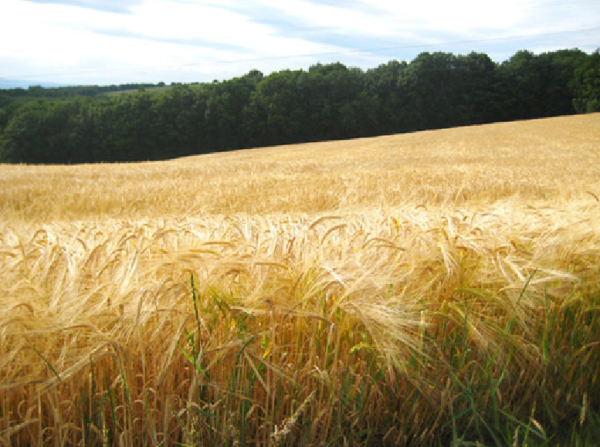 Forum « L&rsquo;autre campagne »