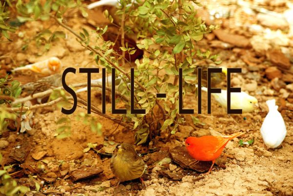 Exposition d&rsquo;Andrea Blum : Still-Life