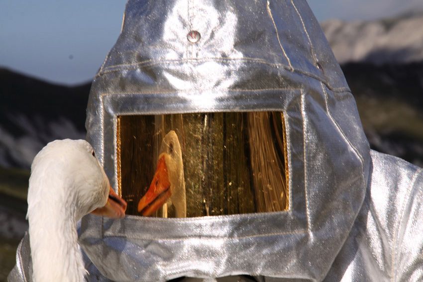 Agnes Meyer-Brandis, Moon Goose Analogue, still