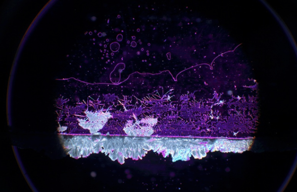 « Vis Vitalis », l&rsquo;exposition de Tue Greenfort à Berlin