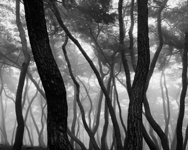 Exposition photographique &lsquo;D’une forêt à l&rsquo;autre&rsquo; de BAE BIEN-U