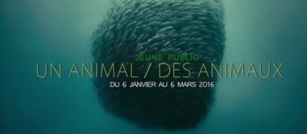 Un cycle Jeune Public dédié à l&rsquo;observation animal, à la Cinémathèque Française