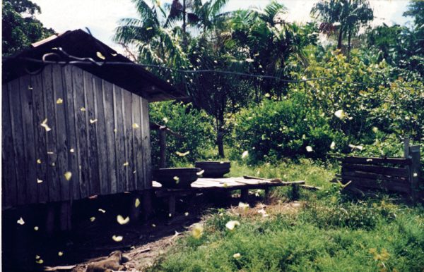 Rencontre avec l&rsquo;écrivain Hugh Raffles au Quai Branly