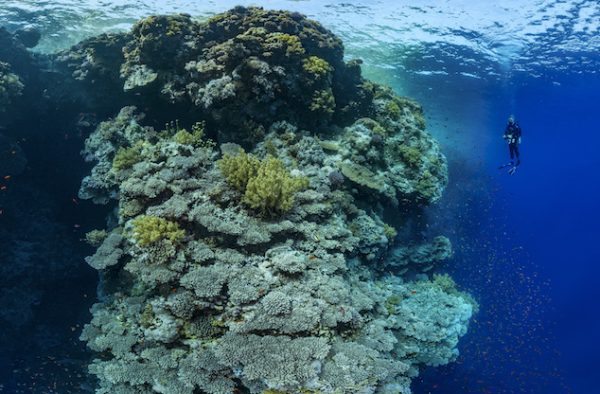 Exposition Récifs coralliens, un enjeu pour l&rsquo;humanité