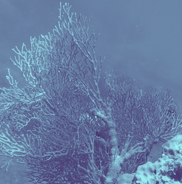 Appel à projets Deniz Villaları – Ecological Crossings