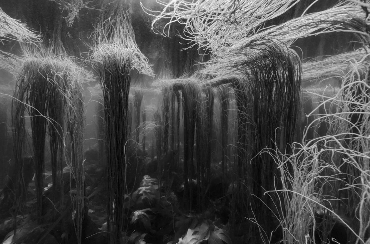 Initium Maris de Nicolas Floc’h – Galerie Maubert