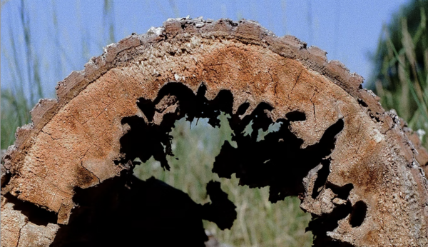 Manifestons ! – l’Espace Frans Krajcberg